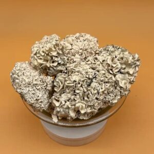 buy enigma shrooms online