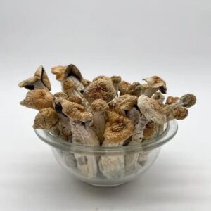 buy penis envy shrooms